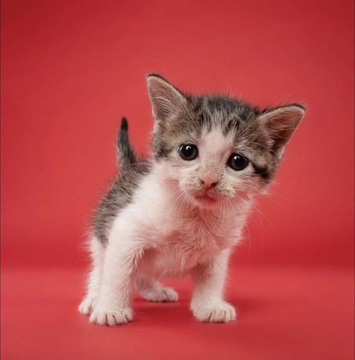 SALLY - Domestic Short Hair available for adoption