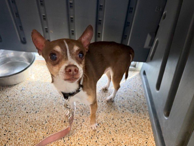CHESTER - Chihuahua available for adoption