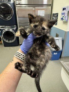 PERKINS - Domestic Short Hair available for adoption
