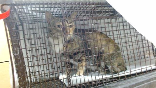 TAMMY - Domestic Short Hair available for adoption