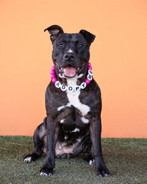 PRINCESS - American Bulldog available for adoption