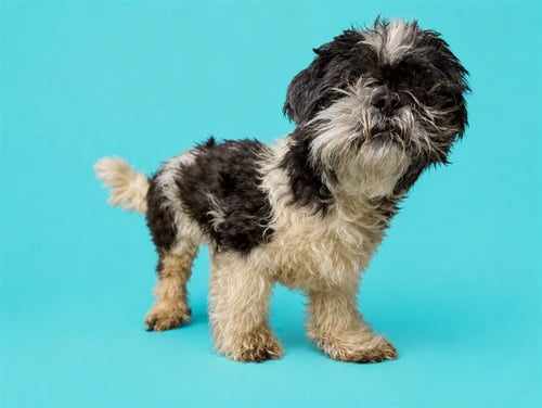 PONCHO - Shih Tzu available for adoption