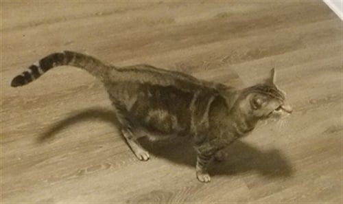 CATSSANDRO - Domestic Short Hair available for adoption