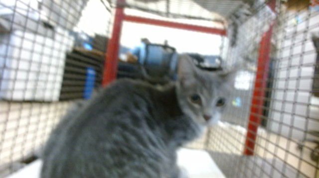 BOOTS - Domestic Short Hair available for adoption