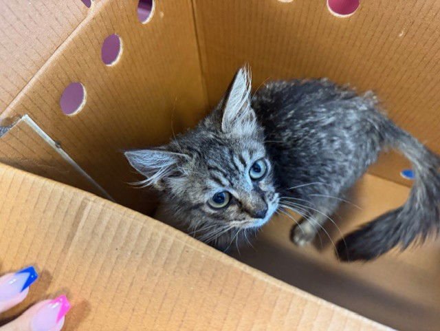 TROY - Domestic Short Hair available for adoption