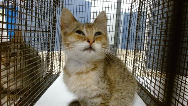 LENA - Domestic Short Hair available for adoption