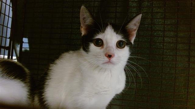 CHLOE - Domestic Short Hair available for adoption