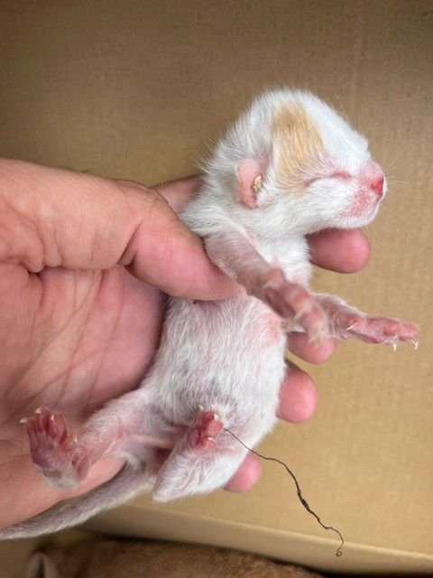 WREN - Domestic Short Hair available for adoption