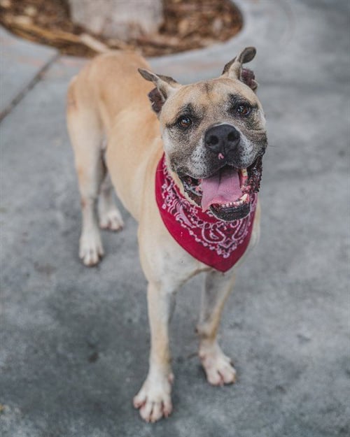 KANE - American Bulldog available for adoption