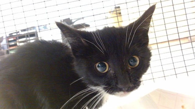 BUCKY - Domestic Short Hair available for adoption