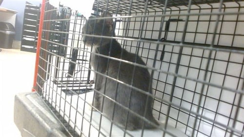 TED FURRY - Domestic Short Hair available for adoption