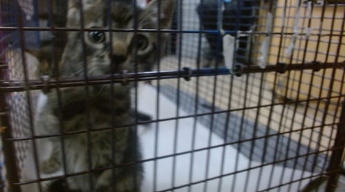 JUICY - Domestic Short Hair available for adoption