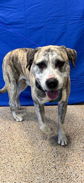 ZIGGY - Labrador Retriever available for adoption