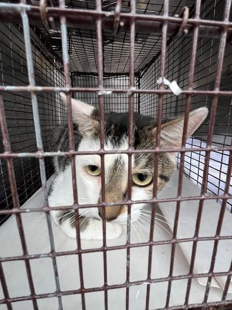 ACE - Domestic Short Hair available for adoption