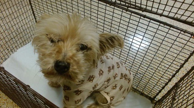 TUFFY - Yorkshire Terrier Yorkie available for adoption