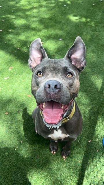 MILLIE - Pit Bull Terrier for adoption in Hialeah