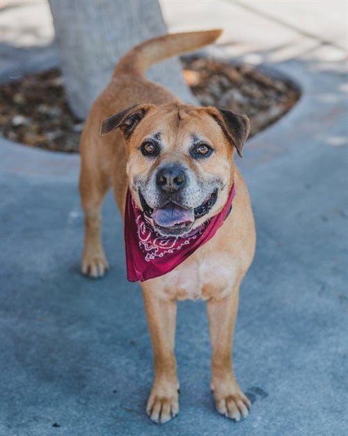 CAPITAN - Black Mouth Cur available for adoption