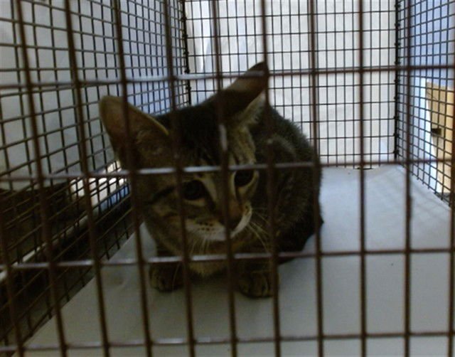 SNOW - Domestic Short Hair available for adoption