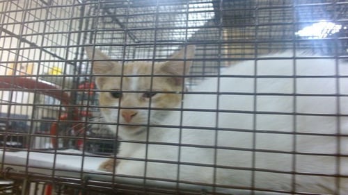 ALMOND - Domestic Short Hair available for adoption