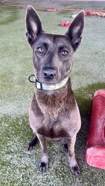 XENA Image