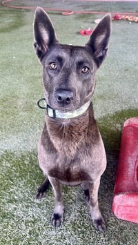 XENA - Photo 1