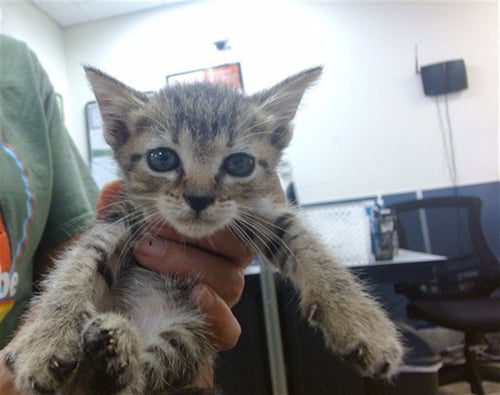 GIGI - Domestic Short Hair available for adoption