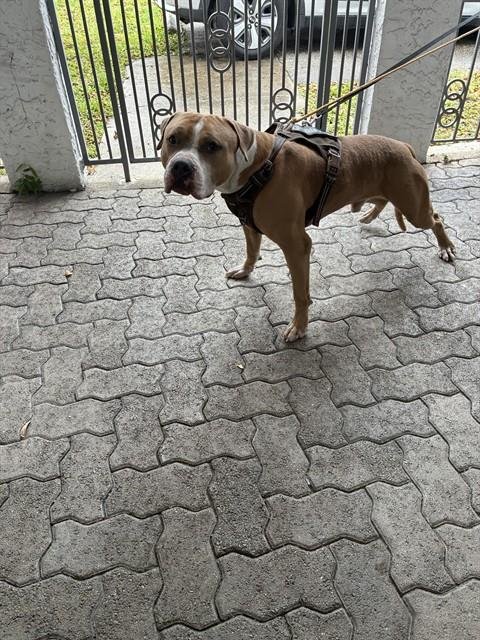 OZZY - American Bulldog available for adoption