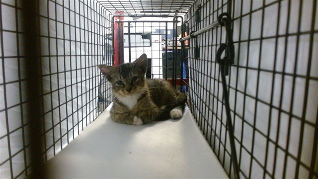 CAT RIPPER Image