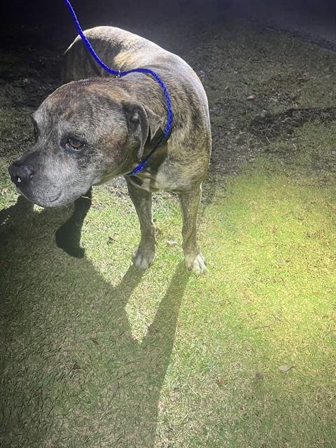 KING - American Bulldog available for adoption