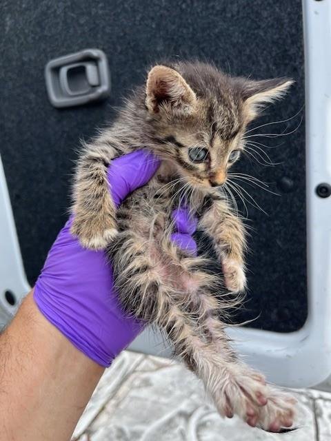 N - Domestic Short Hair available for adoption