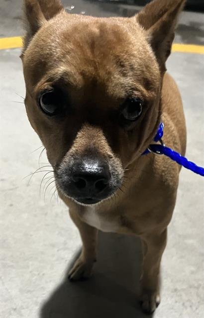 CHARLIE - Chihuahua available for adoption