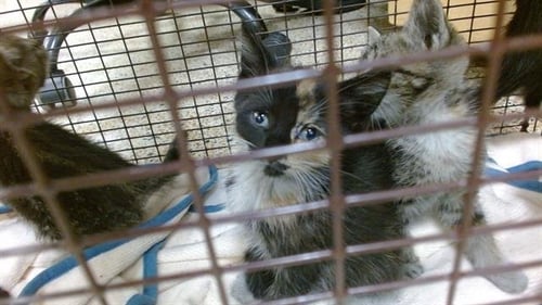 TATA - Domestic Short Hair available for adoption