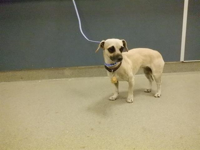 ATHENA - Chihuahua available for adoption