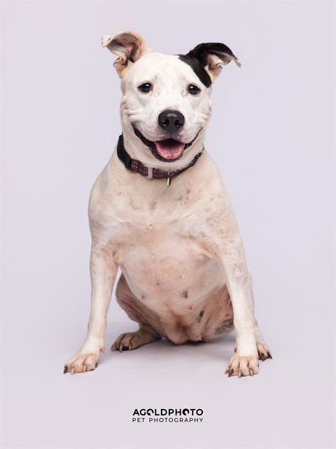 SHELLY - American Bulldog available for adoption