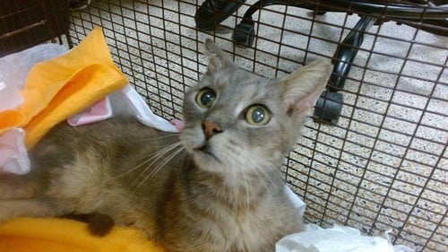 ANGEL - Domestic Short Hair available for adoption