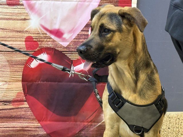 CAPTAIN - German Shepherd Dog available for adoption