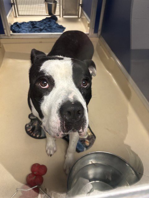 BOBBY - American Bulldog for adoption in Miami