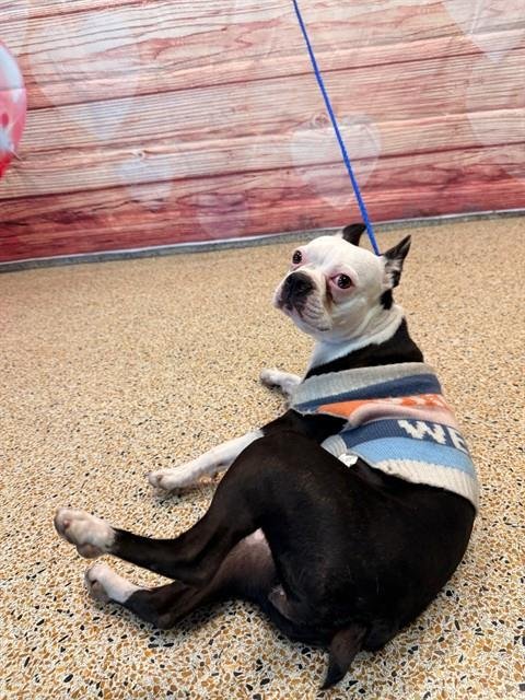 SHEYLA - Boston Terrier available for adoption