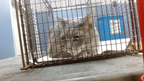 JETRO - Russian Blue available for adoption