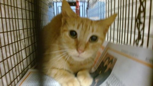 CECY - Domestic Short Hair available for adoption