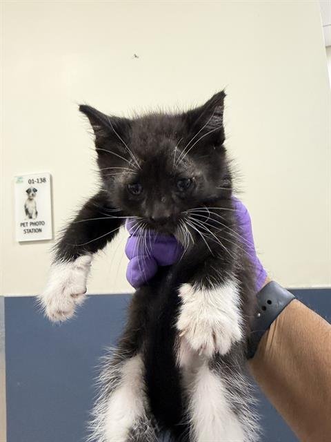 MR. PURR - Domestic Short Hair available for adoption