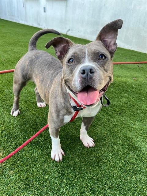 WHISPER - Pit Bull Terrier available for adoption