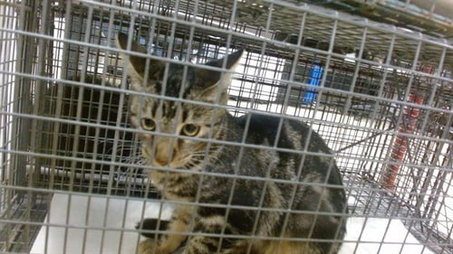 SWEETIE - Domestic Short Hair available for adoption