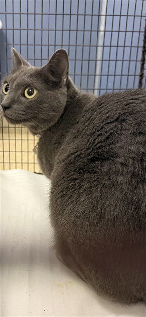CLEO - Domestic Short Hair available for adoption