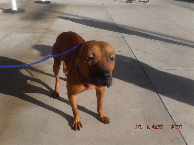 DIEGO - Terrier available for adoption