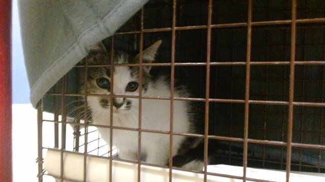 ARIEL - Domestic Short Hair available for adoption