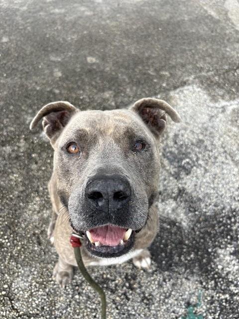 BLU LAVAR - American Bulldog available for adoption