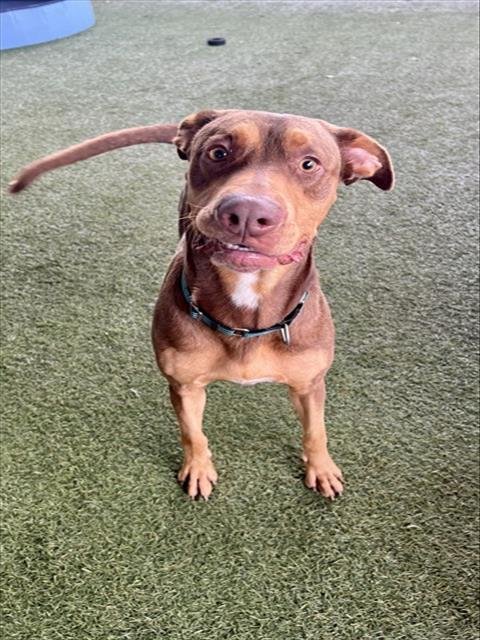 MARK - Doberman Pinscher available for adoption