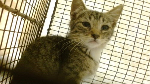TIMON - Domestic Short Hair available for adoption
