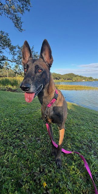 BERRY - Belgian Shepherd Malinois available for adoption